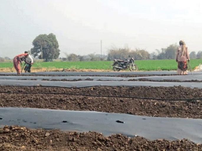 Latest News Agriculture News tarbuj Lagvad Watermelon cultivation increased, alternative to onion crop | Tarbuj Lagvad :  'मल्चिंग पेपर'वर टरबुजाची लागवड वाढली, कांदा पिकाला पर्याय ठरेल का?  Latest News Agriculture News tarbuj Lagvad Watermelon cultivation increased, alternative to onion crop | Tarbuj Lagvad :  'मल्चिंग पेपर'वर टरबुजाची लागवड वाढली, कांदा पिकाला पर्याय ठरेल का?