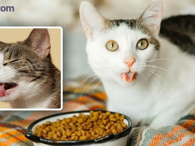 Why do cats make weird faces after smelling? | वास घेतल्यानंतर मांजरी विचित्र चेहरा का करतात? Why do cats make weird faces after smelling? | वास घेतल्यानंतर मांजरी विचित्र चेहरा का करतात?