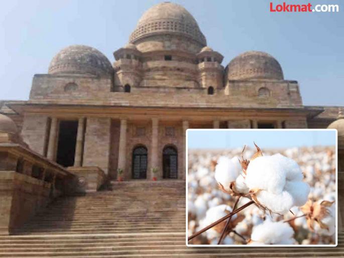 How much cotton was purchased this year, how much was rejected? High Court asks Cotton Corporation | यावर्षी किती कापूस खरेदी केला, किती नाकारला ? उच्च न्यायालयाची कापूस महामंडळाला विचारणा How much cotton was purchased this year, how much was rejected? High Court asks Cotton Corporation | यावर्षी किती कापूस खरेदी केला, किती नाकारला ? उच्च न्यायालयाची कापूस महामंडळाला विचारणा