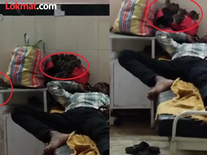 rats terror in hospitals pediatric ward commotion after the video went viral | Video - संतापजनक! रुग्णालयाचा मोठा हलगर्जीपणा; लहान मुलांच्या वॉर्डमध्ये उंदरांचा सुळसुळाट