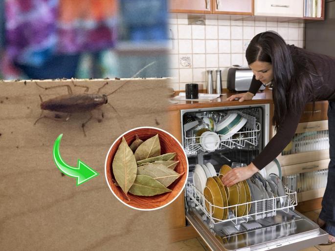 How To Get Rid from Cockroaches home Remedy Hack to keep cockroaches away 4 Effective Home Remedies to Keep Cockroaches Away | किचन ट्रॉलीमध्ये झुरळांचा सुळसुळाट ? ४ टिप्स, महागडे स्प्रे - गोळ्यांचा वापर न करता झुरळं होतील गायब...