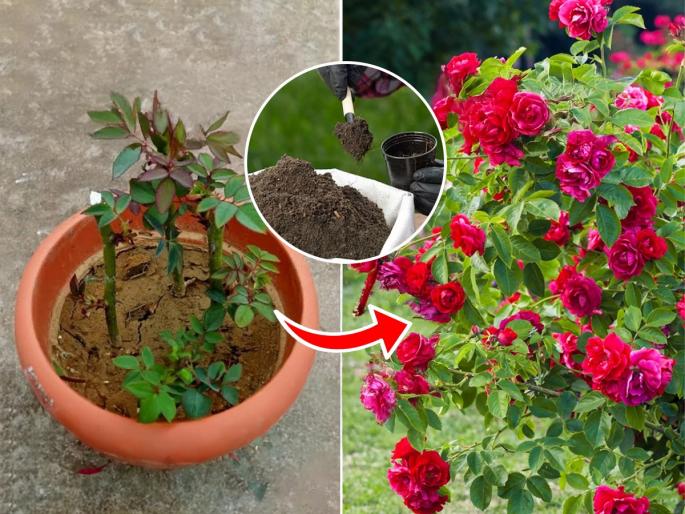 Make fertilizer from household food items how to take care of rose plant for getting flower simple gardening home hacks flowers will bloom | घरातल्या खाद्यपदार्थांपासून बनवा खत, गुलाब नुसताच वाढणार नाही- फुलांना येईल बहर; सोपा उपाय