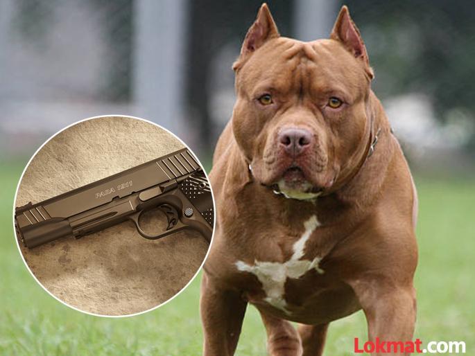 Horrible incident: The owner was in bed with his girlfriend; suddenly the pitbull fired a gunshot, grazed his thigh | मालक त्याच्या गर्लफ्रेंडसोबत बेडवर होता; अचानक पिटबुलने झाडली बंदुकीची गोळी, जांघेला घासून गेली Horrible incident: The owner was in bed with his girlfriend; suddenly the pitbull fired a gunshot, grazed his thigh | मालक त्याच्या गर्लफ्रेंडसोबत बेडवर होता; अचानक पिटबुलने झाडली बंदुकीची गोळी, जांघेला घासून गेली