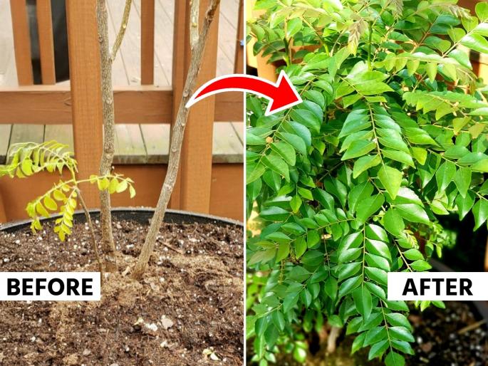 how to grow curry leaves plant, best fertilizer for curry leaves plant, gardening tips for the growth of curry leaves plant | कुंडीतला कडिपत्ता सारखा सुकून जातो? ३ टिप्स- जोमात वाढून हिरवागार- भरगच्च होईल