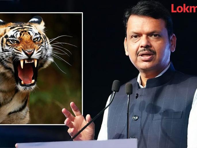 Special compensation to the relatives of those killed in tiger attacks | व्याघ्र हल्ल्यातील मृतांच्या नातेवाइकांना विशेष भरपाई Special compensation to the relatives of those killed in tiger attacks | व्याघ्र हल्ल्यातील मृतांच्या नातेवाइकांना विशेष भरपाई
