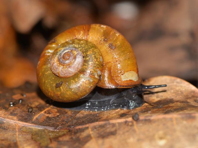 Shivaji University researcher discovers new snail | शिवाजी विद्यापीठाच्या संशोधकाने शोधली नवीन गोगलगाय Shivaji University researcher discovers new snail | शिवाजी विद्यापीठाच्या संशोधकाने शोधली नवीन गोगलगाय