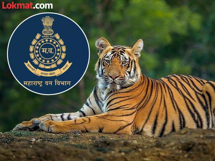How does the international tiger poaching network and illegal trade in organs operate? | वाघांच्या शिकारीचे आंतरराष्ट्रीय जाळे आणि अवयवांचा बेकायदेशीर व्यापार चालतो कसा?
