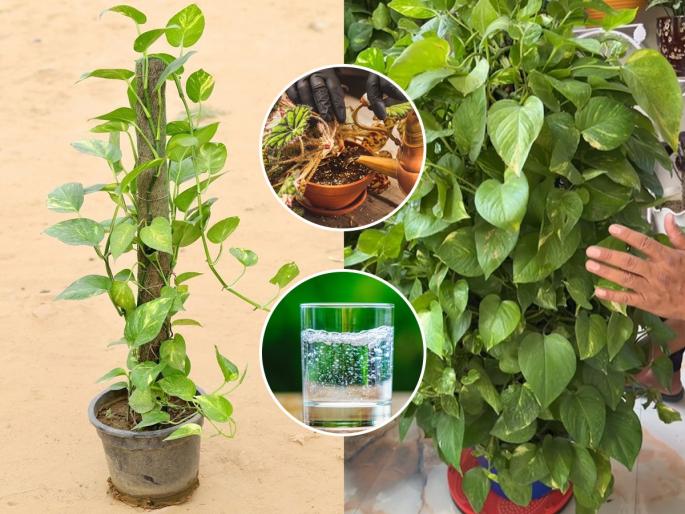 Add These Home Made Fertilizer In Money Plant New Leaves Will Start Coming Plant Will Growth Faster | उन्हामुळे मनी प्लांटची पानं पिवळी पडली ? घरातले ३ पदार्थ करतील जादू - पानांना येईल हिरवागार बहर...