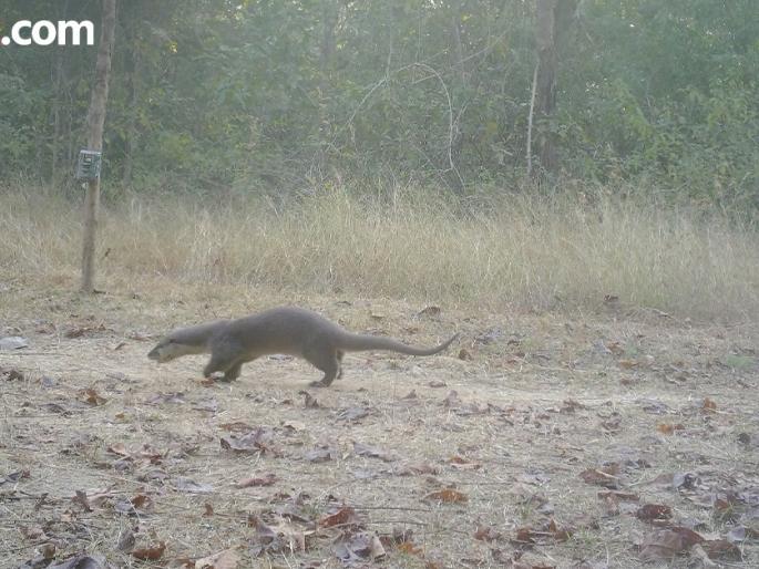 Rare Eurasian otter found in Nagzira Tiger Reserve | नागझिरा व्याघ्र प्रकल्पात आढळले दुर्मीळ युरेशियन पाणमांजर