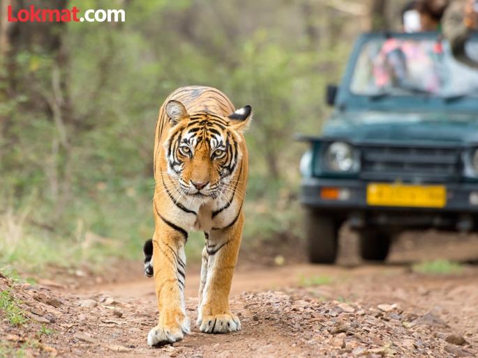 Now you can book jungle safaris online. | आता जंगल सफारी करण्यासाठी करू शकता ऑनलाईन बुकिंग.. Now you can book jungle safaris online. | आता जंगल सफारी करण्यासाठी करू शकता ऑनलाईन बुकिंग..