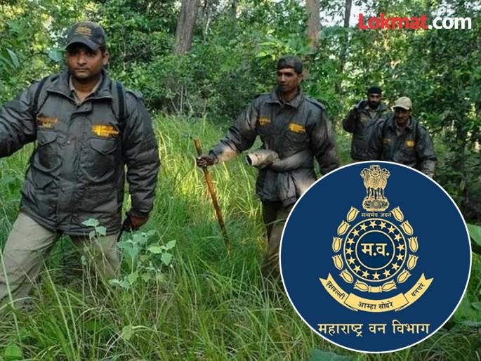 Transfers of forest officers in the state's forest ministry | राज्याच्या वन मंत्रालयात वनाधिकाऱ्यांच्या बदल्यांमध्ये ‘आनंदी आनंद’ Transfers of forest officers in the state's forest ministry | राज्याच्या वन मंत्रालयात वनाधिकाऱ्यांच्या बदल्यांमध्ये ‘आनंदी आनंद’