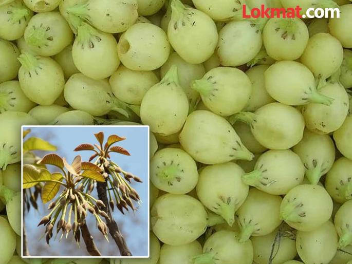 There is no basic purchasing center in Mohafula district, where to sell? | मोहफुलाला जिल्ह्यात आधारभूत खरेदी केंद्र नाही, विकायचे कुठे ? There is no basic purchasing center in Mohafula district, where to sell? | मोहफुलाला जिल्ह्यात आधारभूत खरेदी केंद्र नाही, विकायचे कुठे ?