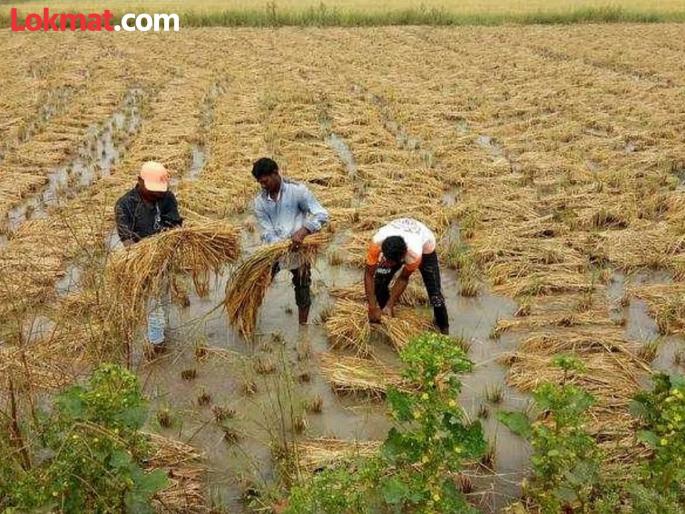 Unseasonal crisis hits paddy crops in 52 thousand hectares of the district | जिल्ह्यातील तब्बल ५२ हजार हेक्टरमधील धानपिकांवर अवकाळी संकट Unseasonal crisis hits paddy crops in 52 thousand hectares of the district | जिल्ह्यातील तब्बल ५२ हजार हेक्टरमधील धानपिकांवर अवकाळी संकट