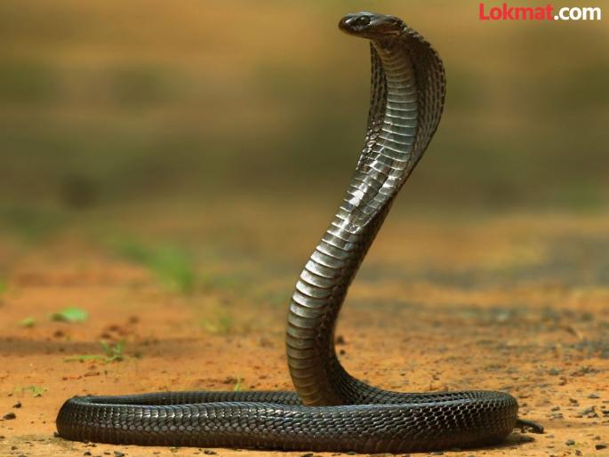 What would you do if the temperature rose and you saw a snake? | तापमान वाढले, साप दिसला तर तुम्ही काय कराल?