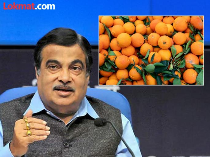 Will the productivity problem of Nagpuri oranges be solved by Spanish tango? | नागपुरी संत्र्याच्या उत्पादकतेचा तिढा, स्पेनच्या टँगोमुळे सुटेल का? Will the productivity problem of Nagpuri oranges be solved by Spanish tango? | नागपुरी संत्र्याच्या उत्पादकतेचा तिढा, स्पेनच्या टँगोमुळे सुटेल का?