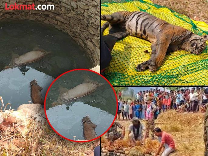 A tiger and a pig died after falling into a well while chasing a wild boar for hunting. | शिकारीसाठी रानडुकराचा पाठलाग करताना डुकरासह वाघाचाही विहिरीत पडून मृत्यू A tiger and a pig died after falling into a well while chasing a wild boar for hunting. | शिकारीसाठी रानडुकराचा पाठलाग करताना डुकरासह वाघाचाही विहिरीत पडून मृत्यू