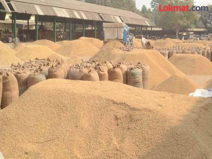 Paddy bonus distribution process delayed; fear increased among farmers! | धान बोनस वाटप प्रक्रिया लांबली; शेतकऱ्यांमध्ये धाकधूक वाढली ! Paddy bonus distribution process delayed; fear increased among farmers! | धान बोनस वाटप प्रक्रिया लांबली; शेतकऱ्यांमध्ये धाकधूक वाढली !