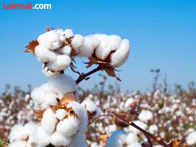 Pressure on government to remove import duty on cotton | कापसावरील आयात शुल्क हटवण्यासाठी सरकारवर दबाव Pressure on government to remove import duty on cotton | कापसावरील आयात शुल्क हटवण्यासाठी सरकारवर दबाव