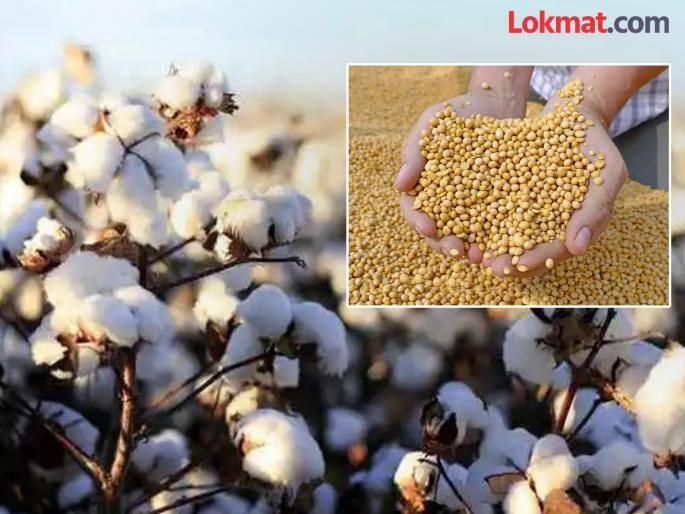 This year, cotton acreage will increase in Kharif season, while soybean crop will decline. | यंदा खरिपात कपाशीची क्षेत्र वाढणार तर सोयाबीनचे पीक माघारणार This year, cotton acreage will increase in Kharif season, while soybean crop will decline. | यंदा खरिपात कपाशीची क्षेत्र वाढणार तर सोयाबीनचे पीक माघारणार