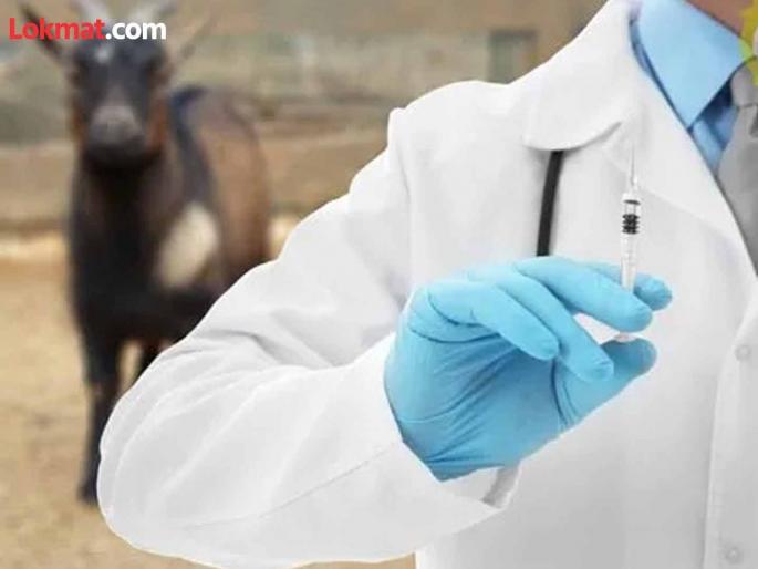 No building, no livestock officer! Where did Chulhad's animal hospital go? | ना इमारत, ना पशुधन अधिकारी ! चुल्हाडचा पशू दवाखाना गेला कुठे? No building, no livestock officer! Where did Chulhad's animal hospital go? | ना इमारत, ना पशुधन अधिकारी ! चुल्हाडचा पशू दवाखाना गेला कुठे?