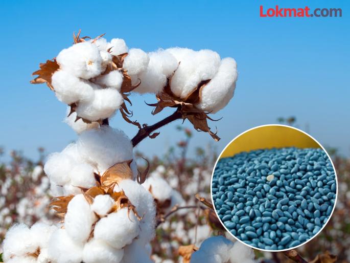 Brokers from four states linked to sale of 'HTBT' seeds | 'एचटीबीटी' बियाण्यांच्या विक्रीत चार राज्यांतील दलालांचे कनेक्शन Brokers from four states linked to sale of 'HTBT' seeds | 'एचटीबीटी' बियाण्यांच्या विक्रीत चार राज्यांतील दलालांचे कनेक्शन