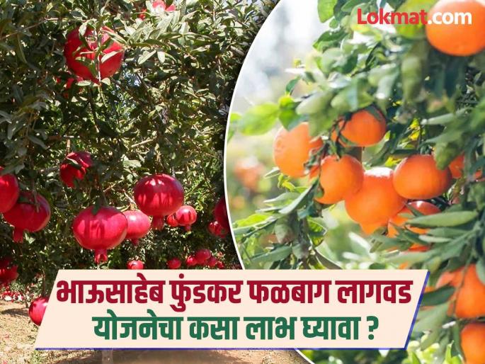 New trend in fruit farming: Farmers are earning profits worth lakhs! | फळशेतीचा नवा ट्रेंड: शेतकरी कमावतायत लाखोंचा नफा!