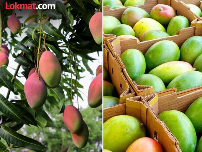 Government subsidy for mango cultivation; Farmers benefit from orchard cultivation | आंबा पिकाला शासनाचे अनुदान; फळबाग लागवडीतून शेतकऱ्यांना नफा Government subsidy for mango cultivation; Farmers benefit from orchard cultivation | आंबा पिकाला शासनाचे अनुदान; फळबाग लागवडीतून शेतकऱ्यांना नफा