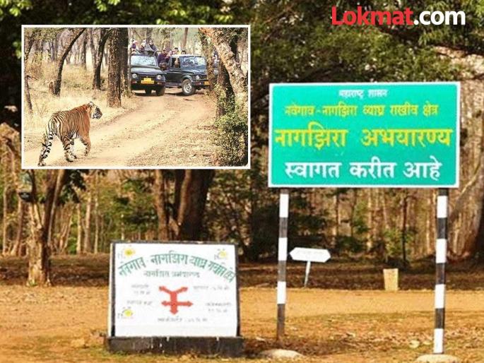 Crowds gather to see the tiger! As many as 36 thousand tourists go on safari at Navegaon-Nagzira Tiger Reserve | वाघोबाच्या दर्शनासाठी गर्दी! नवेगाव-नागझिरा व्याघ्र प्रकल्पात तब्बल ३६ हजार पर्यटकांची सफारी Crowds gather to see the tiger! As many as 36 thousand tourists go on safari at Navegaon-Nagzira Tiger Reserve | वाघोबाच्या दर्शनासाठी गर्दी! नवेगाव-नागझिरा व्याघ्र प्रकल्पात तब्बल ३६ हजार पर्यटकांची सफारी