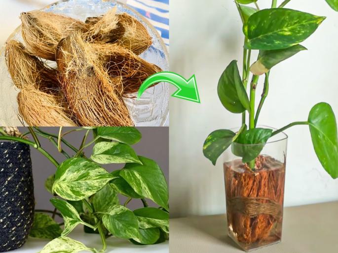 Coconut Coir For Money Plant Growth How to Use Coco Coir for Money Plant Planting How to use coconut coir hair for money plant | मातीत लावा किंवा पाण्यांत, मनी प्लांट वाढतच नाही ? करुन पाहा नारळाच्या शेंड्यांचा 'हा' भन्नाट उपाय...