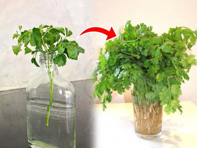 How To Grow Coriander Plant At Home Best way to grow coriander At Home How To Grow Coriander In Summer Season At Home | कोथिंबीरीचे देठ फेकू नका, ‘असं’ ठेवा पाण्यात आणि रोज मिळेल ताजी कोवळी हिरवीगार कोथिंबीर...