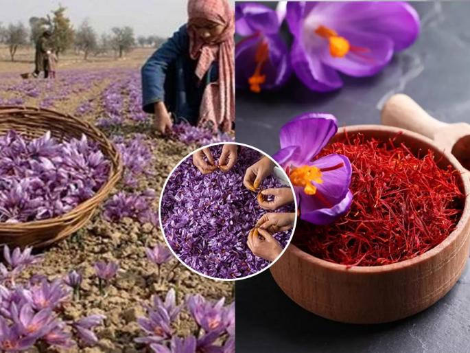  after Pahalgam terrorist attack the cost of Kashmiri saffron has shot up to Rs. 5 lakhs per kilogram | काश्मिरी केशराच्या किंमतीत प्रचंड वाढ! १ किलोसाठी मोजावे लागत आहेत तब्बल ५ लाख