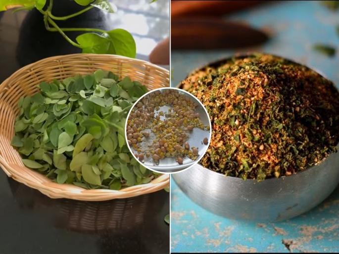 Moringa leaves Chutney How To Make Moringa leaves Chutney Moringa leaves Dry Chutney | शेवग्याच्या शेंगांची पानं बहुगुणी! सुपरफूड पानांची करा पौष्टिक चटणी - चवीला उत्तम आयोग्यासाठी फायदेशीर...