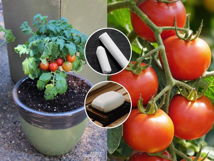 how to take care of tomato plant, gardening tips for tomato plant, tips and tricks for the fast growth of tomato plant | कुंडीतल्या छोट्याशा रोपालासुद्धा लगडतील लालबुंद टोमॅटो! ३ उपाय- खा ताजे रसरशीत टाेमॅटो