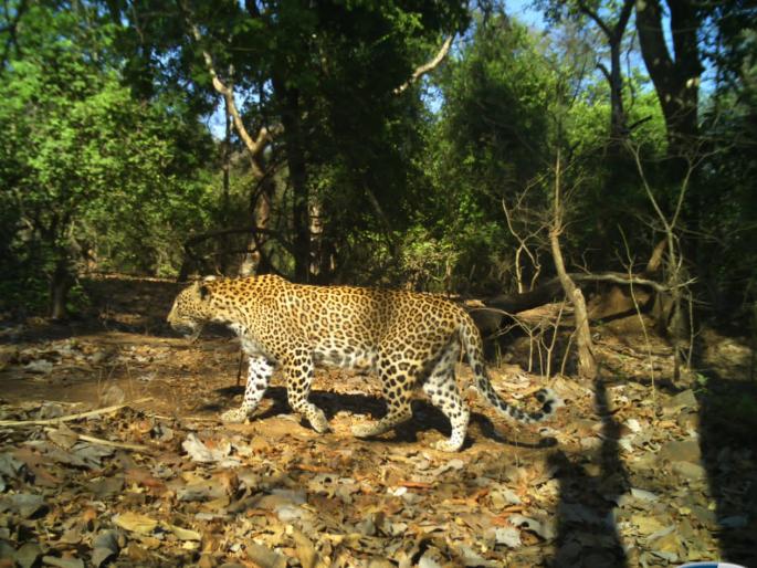 54 leopards found in Sanjay Gandhi National Park in Mumbai; One leopard reached Vasai after covering a distance of 9 km | संजय गांधी राष्ट्रीय उद्यानात आढळले ५४ बिबटे; एक बिबट्या ९ किमी अंतर पार करून वसईत पोहचला