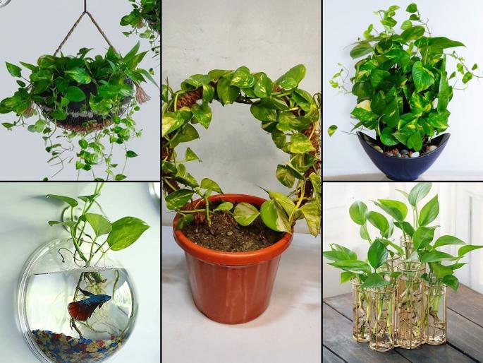 5 Easy Ways to Grow a Money Plant at Home How To Grow A Money Plant At Home 5 Easy Ideas to Grow Bushy Money plant At Home | मनी प्लांट लावण्याच्या ५ नव्या पद्धती, वेल वाढेल भराभर, घर दिसेल आकर्षक - सजावट सुंदर...