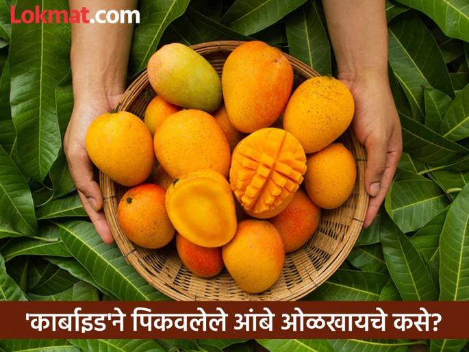 Are you eating mangoes ripened with 'calcium carbide'? | तुम्ही 'कॅल्शियम कार्बाइड'ने पिकवलेले आंबे तर खात नाही ना? Are you eating mangoes ripened with 'calcium carbide'? | तुम्ही 'कॅल्शियम कार्बाइड'ने पिकवलेले आंबे तर खात नाही ना?