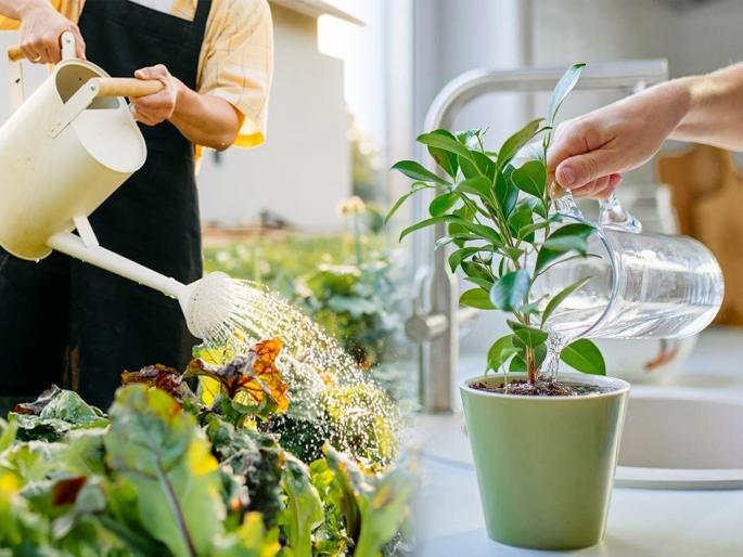 which is right to water plant in summer season how to grow plant at balcony home know the gardening tips | रोज कुंडीतल्या रोपांना ‘या’वेळी घाला पाणी, रोपं राहतील हिरवीगार-उन्हाळ्यात सुकणार नाहीत