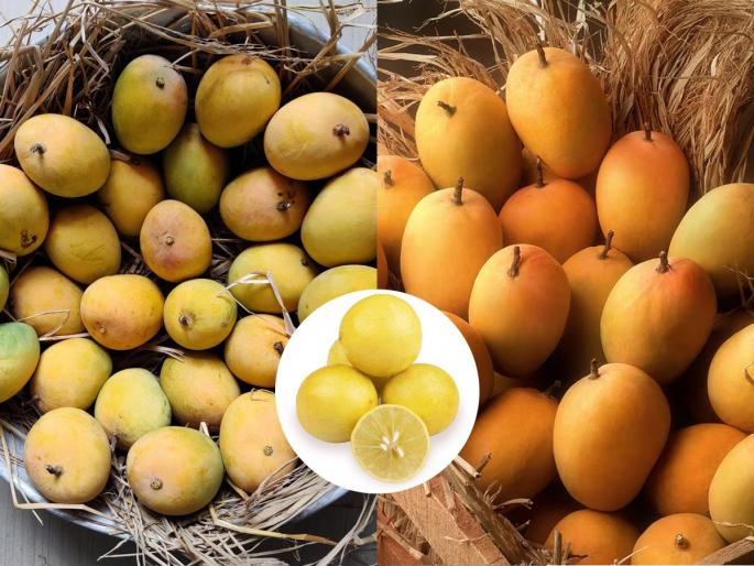 5 tips to prevent mangoes from rotting quickly | आंब्याची पेटी आणली की आंबे लवकर सडू नयेत म्हणून ५ टिप्स, पाहा महागडा आंबा कसा मांडायचा..