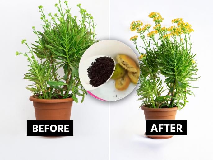 tea powder & lemon peel water for plants How to make best liquid fertilizer with the Use of Lemon peels & tea powder Lemon Peel & Tea Powder Best Homemade Fertilizer | उन्हाळ्यात रोपांना फळं - फुलं येत नाहीत? स्वयंपाकघरातील २ पदार्थ आहेत खास - फळाफुलांचा येईल बहर...