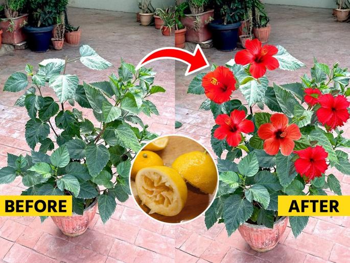 Gardening tips how to grow hibiscus plant add lemon peel and tea powder in soil flower blossom | २ गोष्टी करा कुंडीतल्या जास्वंदीच्या रोपाला येतील भरपूर फुले, वाळवी ही लागणार नाही
