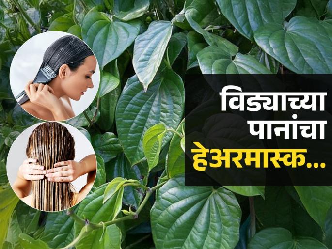 How to use betel leaves for hair Amazing Benefits Of Betel Leaves For Hair How To Use Betel Leaves To Stop Hair Problems | केसांना लावा विड्याच्या पानांचा हेअरमास्क, हिरवीगार पानं करतील जादू - केसांच्या समस्या राहतील दूर...