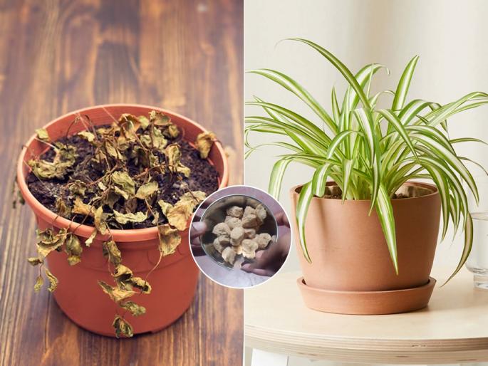 gardening tips to Revive Your Dead or Dying Plant, how to revive drying out plants, best homemade fertilizer for Dead or Dying Plant | वाळून गेलेल्या रोपालाही फुटेल नवी पालवी! घरीच करा 'हे' खत- फक्त ५ दिवसातच दिसेल फरक