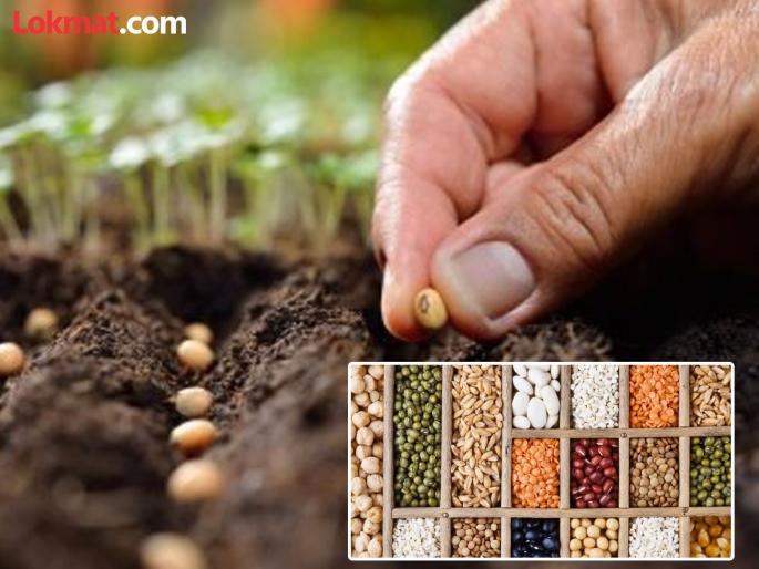 Farmers should take these precautions while purchasing seeds | शेतकऱ्यांनो बियाणे खरेदी करताना घ्या ही खबरदारी Farmers should take these precautions while purchasing seeds | शेतकऱ्यांनो बियाणे खरेदी करताना घ्या ही खबरदारी