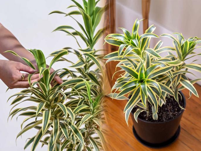 5 amazing benefits of song of India plant, how to take care of song of India plant, best indoor plants | 'साँग ऑफ इंडिया'ने सजवा तुमचं घर! हे रोप घरात ठेवाच, वाचा ५ जबरदस्त फायदे 