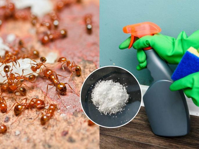 how to get rid red ant at home simple tips home remedies viral hacks | उन्हाळ्यात लाल मुंग्यांच्या घरभर रांगा लागल्या? १ सोपी ट्रिक, लाल मुंग्या गायब