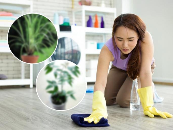 Smell Of This Plant Will Keep Mosquitoes & Flies Away Use It For Cleaning Plants That Repel Bugs & Mosquitoes Naturally | फरशी पुसण्याच्या पाण्यांत घाला कुंडीतील 'ही' २ पानं, माशा - डासांचा कायमचा बंदोबस्त, अस्सल नैसर्गिक उपाय...