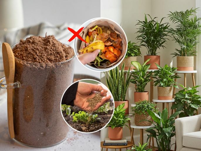 how to make fertilizer for plants at home, homemade fertilizer for plants, gardening tips before monsoon start, how to prepare plants for monsoon | पावसाळ्यापूर्वी घरीच करा रोपांसाठी 'हे' खत, तुमच्या कुंडीतल्या रोपांना वर्षभर येतील सुंदर फुलं