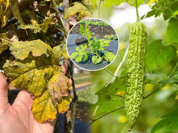 gardening tips how to grow bitter ground plants leaves turning in yellow 4 simple ingredients add in soil leaves will blossom | कारल्याची वेल सुकली- पानेही पिवळी पडली? ४ गोष्टी लगेच करा- वेलीला येईल कारल्याचा बहर...