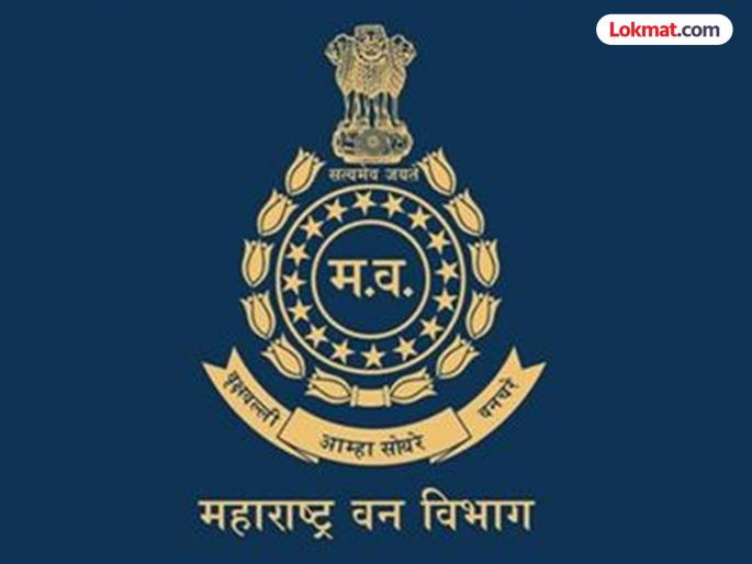 State forest department bypasses transfer policy; many 'side posting' posts vacant | राज्याच्या वन विभागात बदली धोरणाला बगल; 'साइड पोस्टिंग'ची अनेक पदे रिक्त State forest department bypasses transfer policy; many 'side posting' posts vacant | राज्याच्या वन विभागात बदली धोरणाला बगल; 'साइड पोस्टिंग'ची अनेक पदे रिक्त