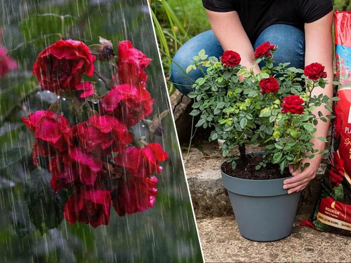 gardening tips before rainy season add banana and onion peels in soil home hacks for getting maximum flowers from rose plants fast growth for tree | गुलाब फुलला! पावसाळ्यापूर्वी कुंडीत १ गोष्ट घाला, टपोऱ्या-लाल गुलाबानी रोप बहरेल
